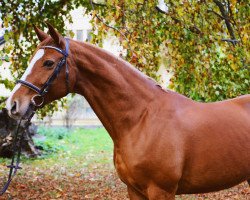 dressage horse Summer Dream (Rhinelander, 2006, from Sandro Classic)