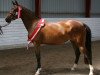 broodmare Burberry Bitsch (Danish Reitpony, 2009, from FS Champion de Luxe)