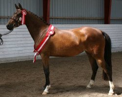 Zuchtstute Burberry Bitsch (Dänisches Reitpony, 2009, von FS Champion de Luxe)