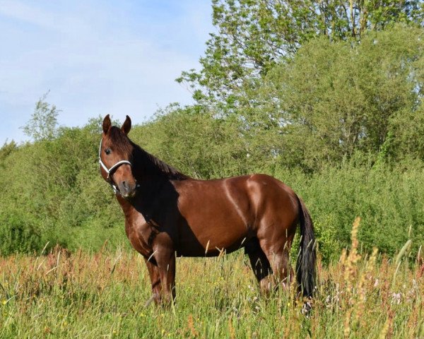 horse Corazon Valiente del Aliso (Paso Fino, 2005, from Helicon del Gavilan)