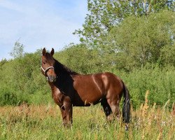 Pferd Corazon Valiente del Aliso (Paso Fino, 2005, von Helicon del Gavilan)