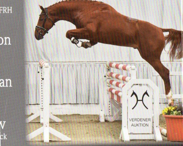 stallion Orient Gold (Hanoverian, 2019, from Orient Express HDC)
