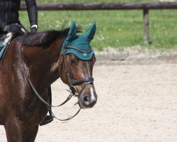 Dressurpferd Bon Benito L (Rheinländer, 2021)