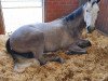 dressage horse Herondale de Lux M (Westphalian, 2017, from Hermes de Lux)