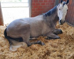 dressage horse Herondale de Lux M (Westphalian, 2017, from Hermes de Lux)