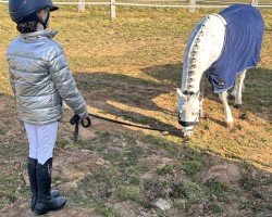 dressage horse Singelwoud's Hopeful Lady (Welsh mountain pony (SEK.A), 2014, from Shorebrooks Hot 'n Spicey)