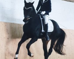 dressage horse Ricoletto Royal M (Westphalian, 2015, from Rocky Lee)