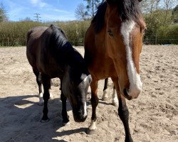 Pferd Gucci Flora (Irish Sport Horse, 2015, von Unbekannt IR)