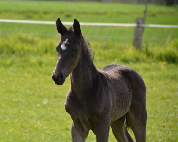 Dressurpferd Dark Magic WF (Westfale, 2021, von Dancier Gold FRH)