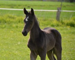 dressage horse Dark Magic WF (Westphalian, 2021, from Dancier Gold FRH)