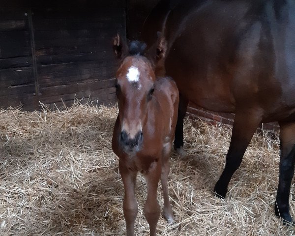 dressage horse Fabiano (Hanoverian, 2021, from For Romance II)