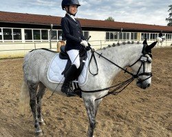 dressage horse Wazka (unknown, 2014)