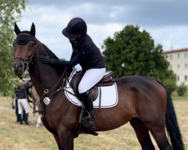 Springpferd Cissé van den Dries (Zangersheide Reitpferd, 2020)