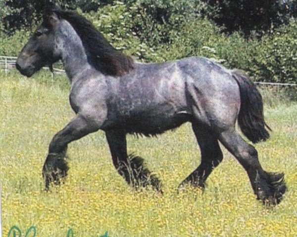 horse Blaubart (Brabant/Belgian draft horse, 2006, from Buffalo van 't Camillenhof)