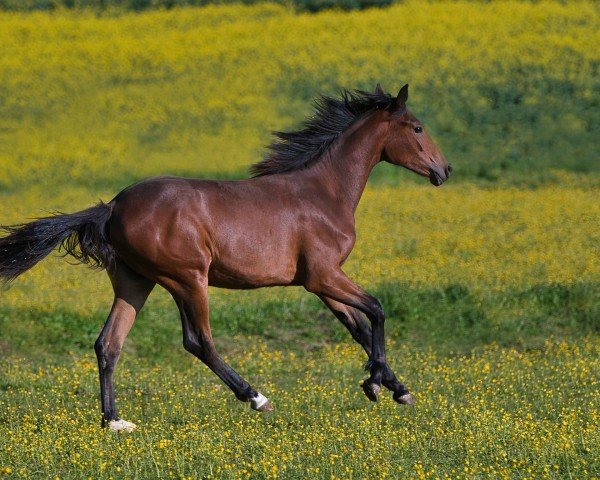 foal by Victoria (Hanoverian, 2024, from Vermeer)
