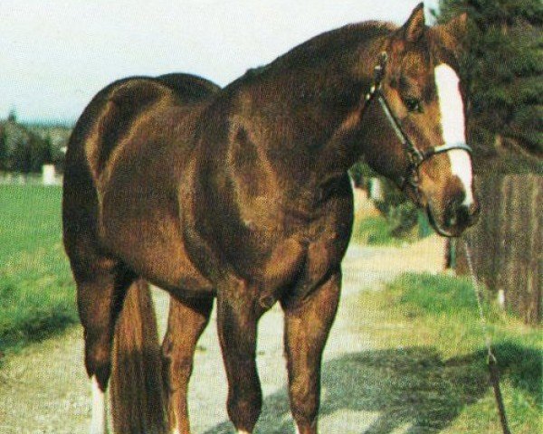 horse Cocky Wiking Bar (Quarter Horse, 1989, from Matthew Dee Bar)