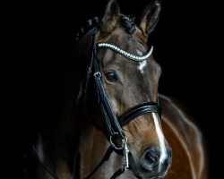 dressage horse Hex Hex M (Hanoverian, 2011, from Herzensdieb)
