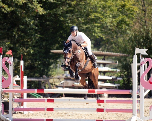 jumper D'Olympic Clipper (Polish Warmblood, 2019, from Clipper III)