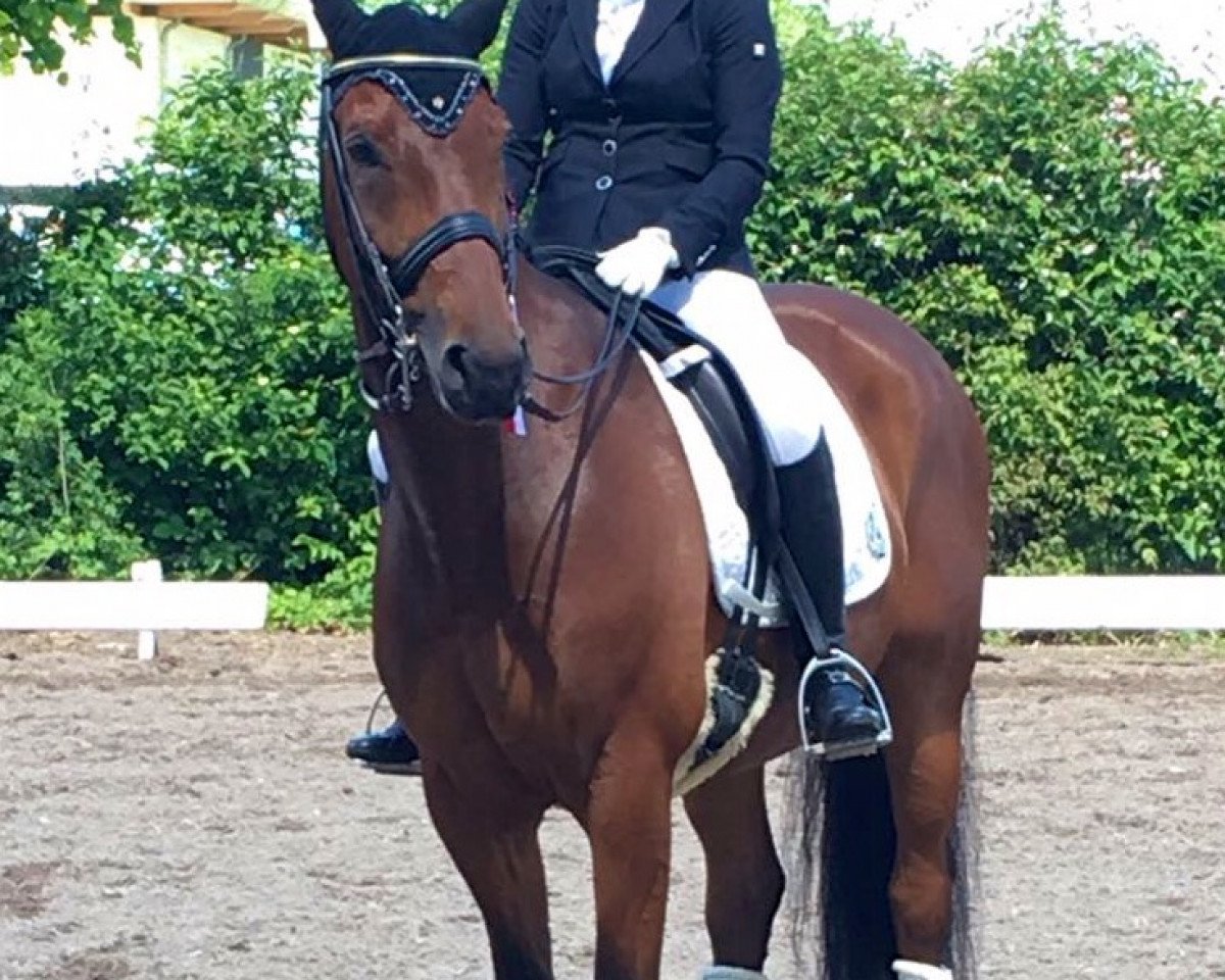 dressage horse Duncan (Oldenburg, 2011, from Danone 4)