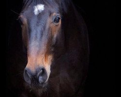 dressage horse Findus (Hanoverian, 2008, from Fürst Piccolo)