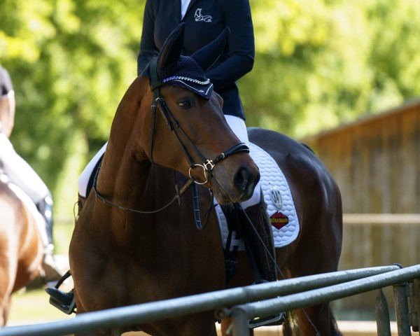 dressage horse Esterhazy CL (Hanoverian, 2019, from Escolar)