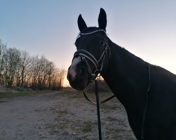 horse Loesje (New Forest Pony, 2009, from Mikel)