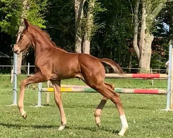 dressage horse Fürst Neuseriem (Hanoverian, 2020, from Finnigan)