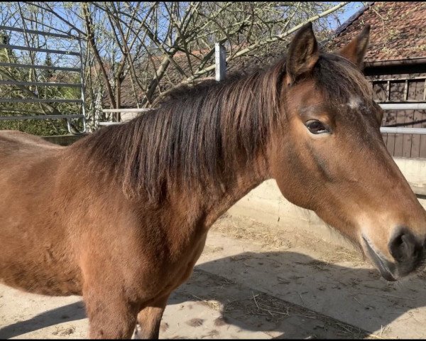 horse Amber of Hochmoor (Nederlands Appaloosa Pony, 2010, from PrH Nord-Star)