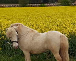 Deckhengst Fes El Bali von den Frechdachsen (Shetland Pony, 2016, von Frozen Daiquiri von den Frechdachsen)