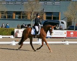 dressage horse Bond's Sanroniro (Oldenburg, 2017, from Bonds)