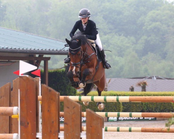 Springpferd Charlemagne 15 (Deutsches Sportpferd, 2017, von Cullinan du Borget B)