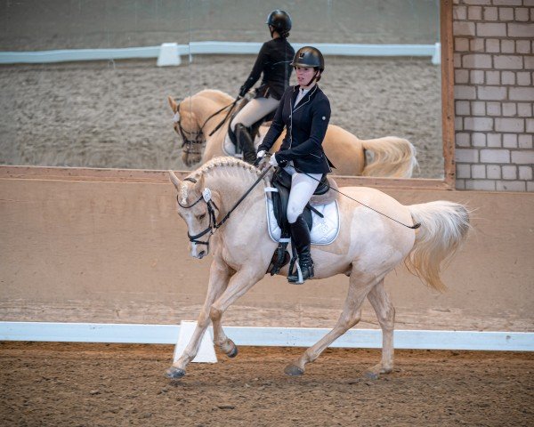 dressage horse Armani Gold (Westphalian, 2016, from A new Star II)