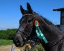 dressage horse Wylliam (Westphalian, 2012, from Wynton)