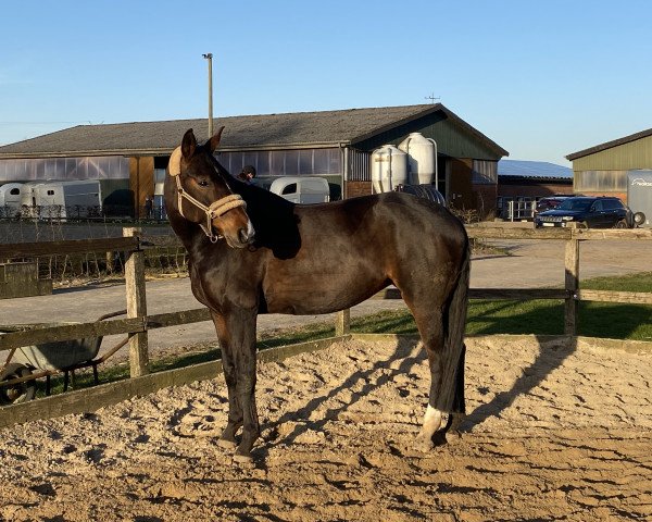 Dressurpferd Welcome Henrietta (Oldenburger, 2010, von Sir Rubin)