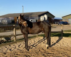 dressage horse Welcome Henrietta (Oldenburg, 2010, from Sir Rubin)