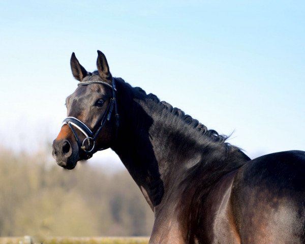dressage horse Raffaello Santi S (Westphalian, 2013, from Rock Forever NRW)