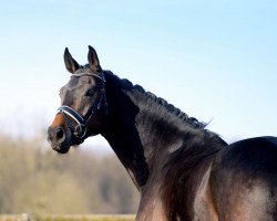 Dressurpferd Raffaello Santi S (Westfale, 2013, von Rock Forever NRW)