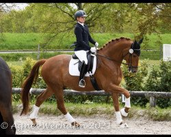 jumper Jackson (KWPN (Royal Dutch Sporthorse), 2014, from Cupido)