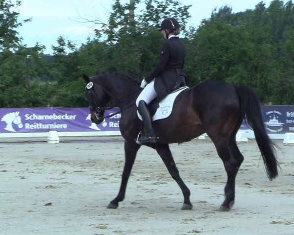 Reitturnier Scharnebeck 2025