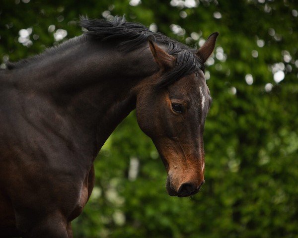Springpferd Ephinaras Grace (Deutsches Sportpferd, 2008, von Paradiesvogel)