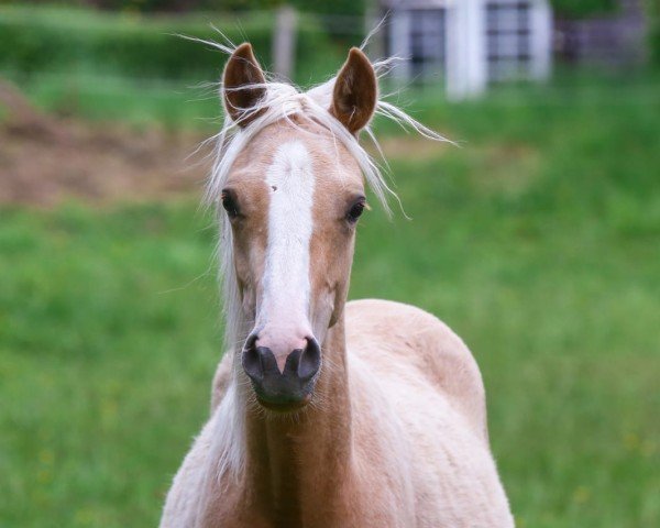 dressage horse Dornröschen LH (German Riding Pony, 2024, from Dating AT NRW)