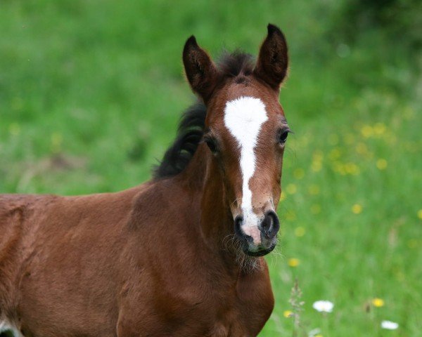 foal by Nothing else LH (German Riding Pony, 2025, from Fs Numero Uno)