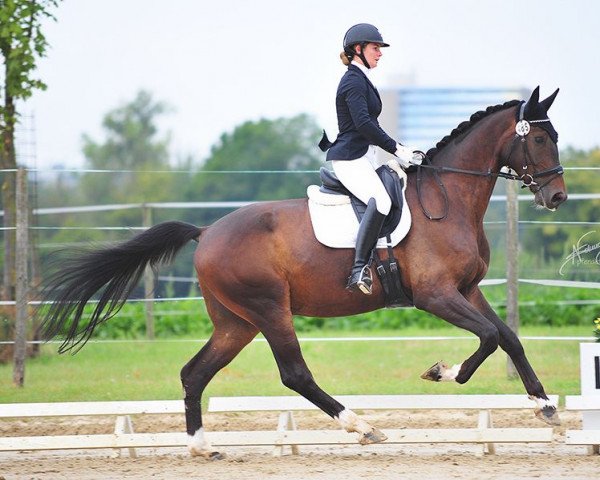 dressage horse Don Divine Fb (Oldenburg, 2017, from Dantano)