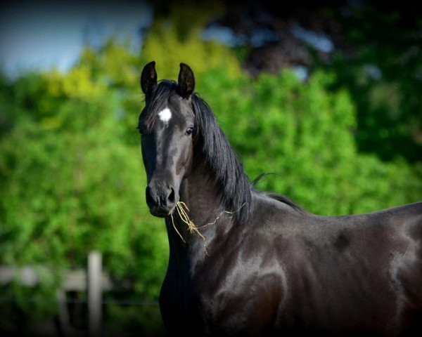 dressage horse Wallach von Livaldon (Hanoverian, 2015, from Livaldon)