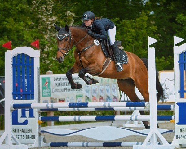 jumper Brannigan Flannigan (Oldenburg show jumper, 2020, from Brantzau)
