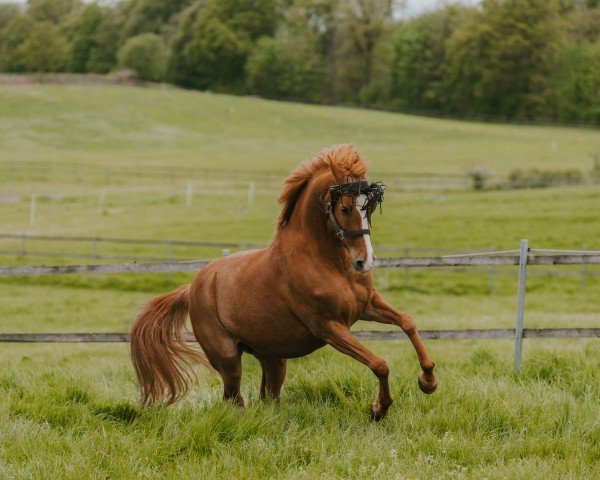 broodmare Immenmoor Chin Chin (German Riding Pony, 2013, from Heidbergs Nancho Nova)