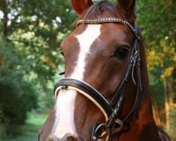 broodmare Danzpop (Hanoverian, 2001, from De Niro)