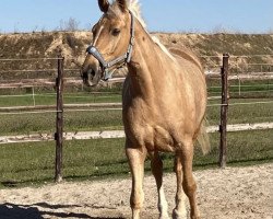 horse Kejti (polish noble half-breed, 2013)