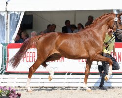 broodmare Veluwe (Rhinelander, 2018, from Vitalis)