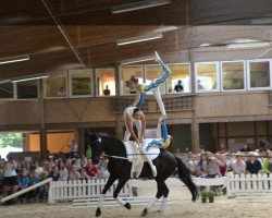 dressage horse Shakira 384 (Hanoverian, 2006, from San Remo)